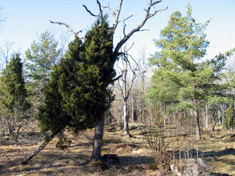 Original image