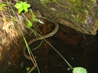 thumbs/IMG_10383.jpg