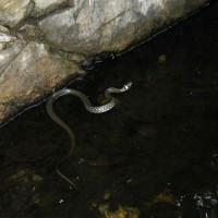 thumbs/IMG_10383c.jpg