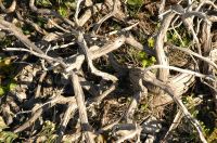thumbs/DSC_0264.JPG