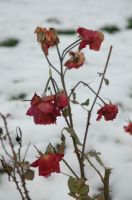 thumbs/DSC_0159.JPG