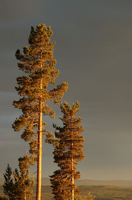 Original image