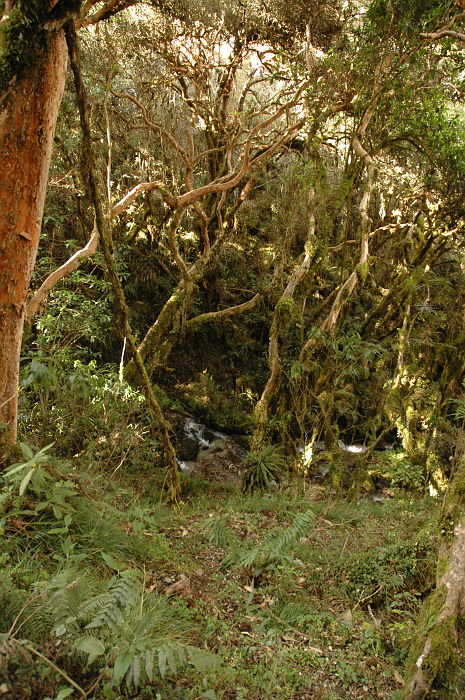 Original image