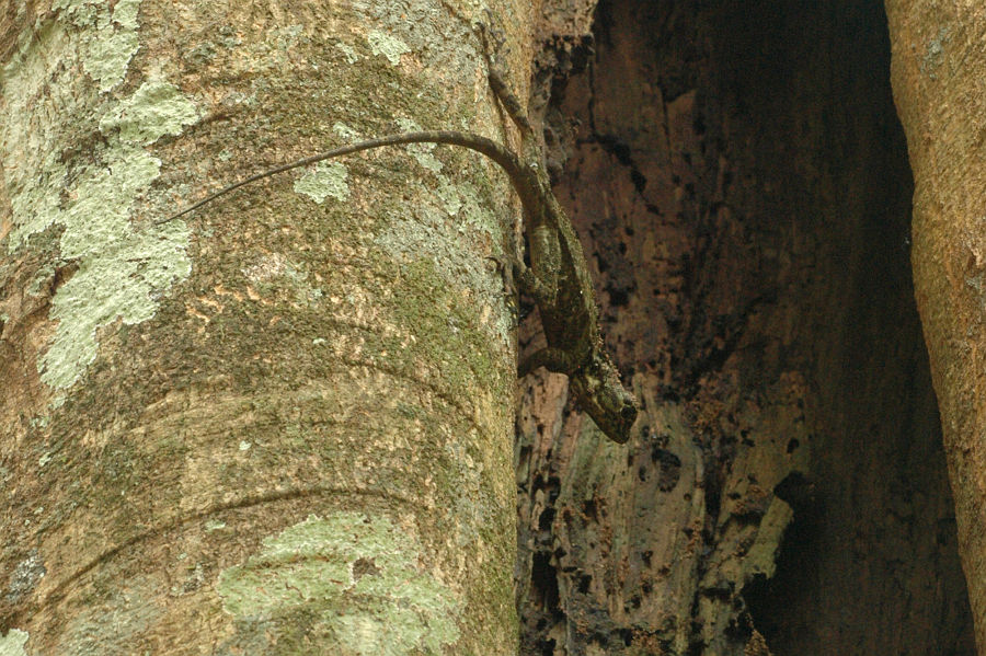 Original image