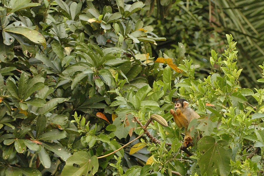 Original image