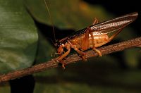 thumbs/DSC_0942.JPG