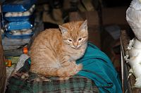 thumbs/DSC_2068.JPG
