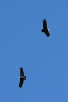 thumbs/DSC_2220.JPG