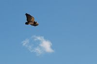 thumbs/DSC_2247.JPG