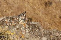 thumbs/DSC_2249.JPG