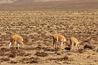 thumbs/DSC_2326.JPG