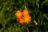thumbs/DSC_4478.jpg