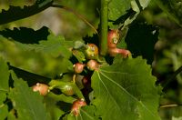 thumbs/DSC_4480.jpg