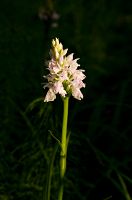 thumbs/DSC_4524.jpg