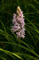 thumbs/DSC_4525.jpg