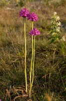 thumbs/DSC_4881.jpg