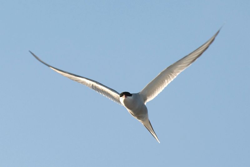 Original image
