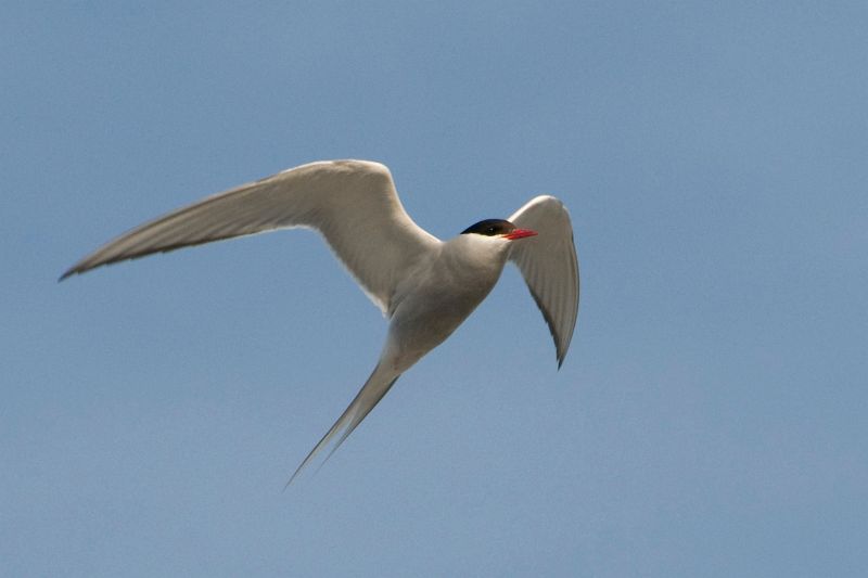 Original image