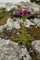 thumbs/DSC_4950.jpg