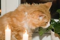 thumbs/DSC_3439.jpg