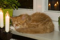 thumbs/DSC_3467.jpg