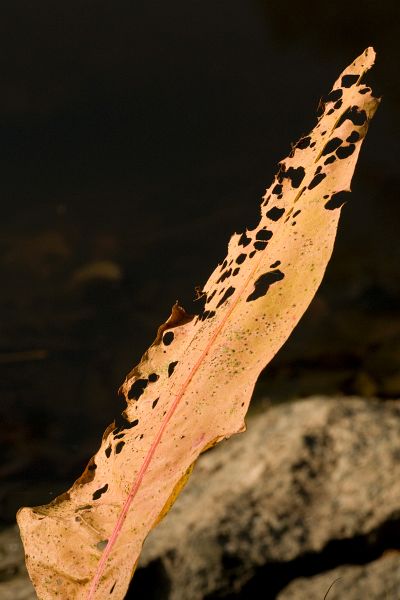 Original image