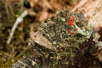 thumbs/DSC_0890.jpg