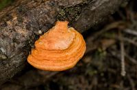 thumbs/DSC_0896.jpg