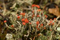 thumbs/DSC_0897.jpg