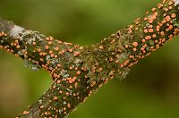 thumbs/DSC_1451.jpg