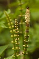 thumbs/DSC_1460.jpg