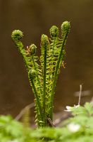thumbs/DSC_1469.jpg