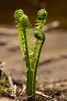 thumbs/DSC_1472.jpg