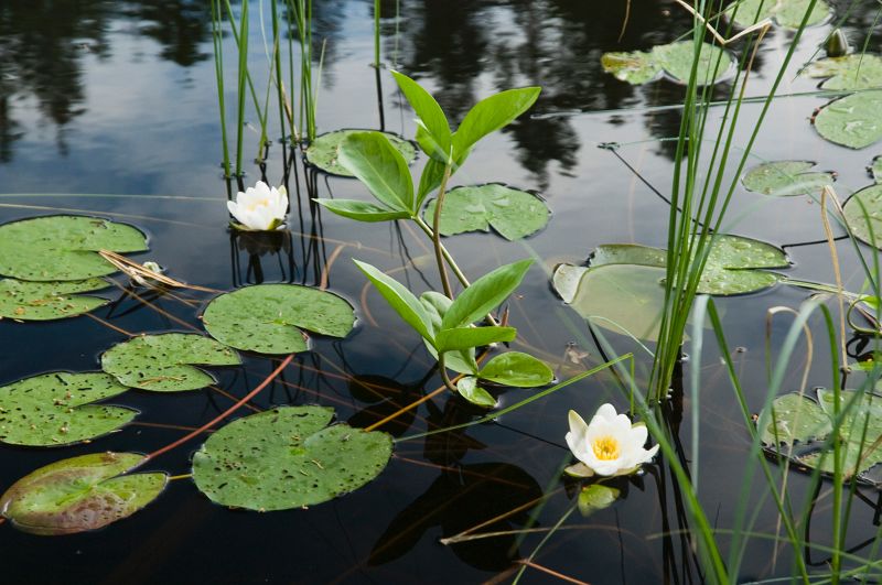 Original image