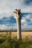 thumbs/DSC_6684.jpg