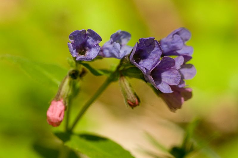 Original image