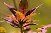 thumbs/DSC_9639.jpg