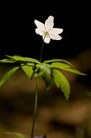 thumbs/DSC_9752.jpg
