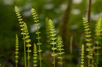 thumbs/DSC_9765.jpg