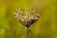 thumbs/DSC_0365.jpg