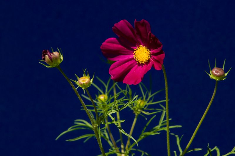 Original image