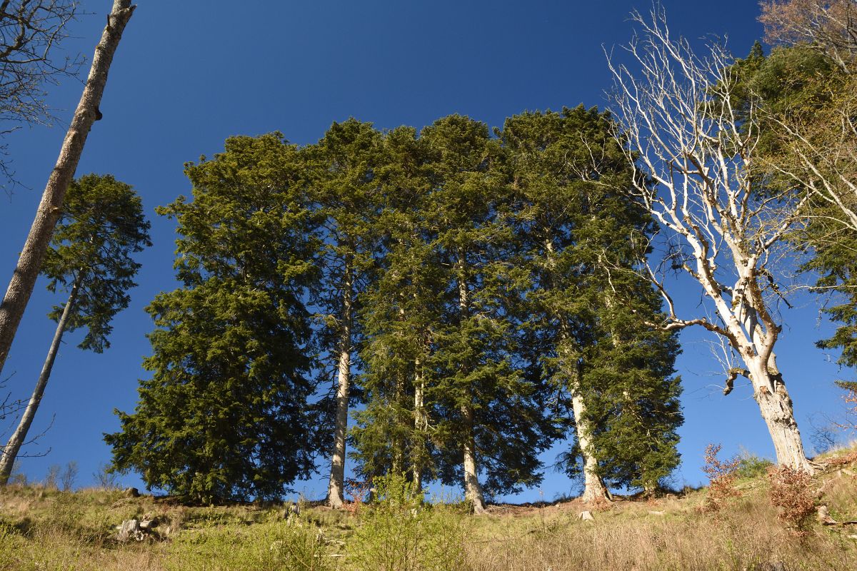 Original image