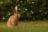 Hare