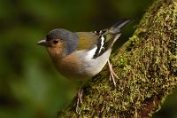 thumbs/DSC_2203.jpg