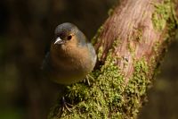 thumbs/DSC_2207.jpg
