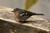 thumbs/DSC_2217.jpg