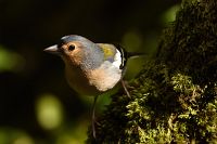 thumbs/DSC_2227.jpg