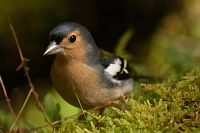 thumbs/DSC_2231.jpg