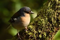 thumbs/DSC_2233.jpg