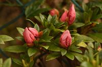 thumbs/DSC_2307.jpg